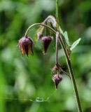 Geum rivale. Верхушка побега с цветком и бутонами. Брянская обл., г. Брянск, долина р. Десна, влажный луг. 02.05.2024.