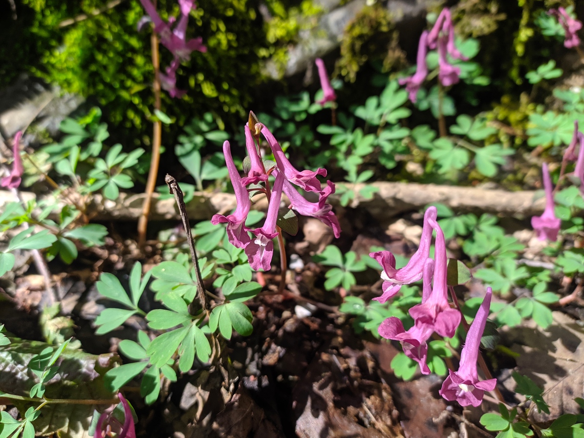 Image of Corydalis caucasica specimen.
