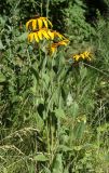 Rudbeckia hirta