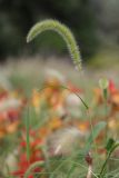 Setaria italica
