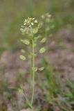 Microthlaspi perfoliatum