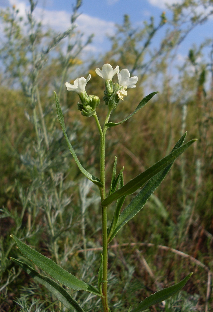 Image of Anchusa popovii specimen.