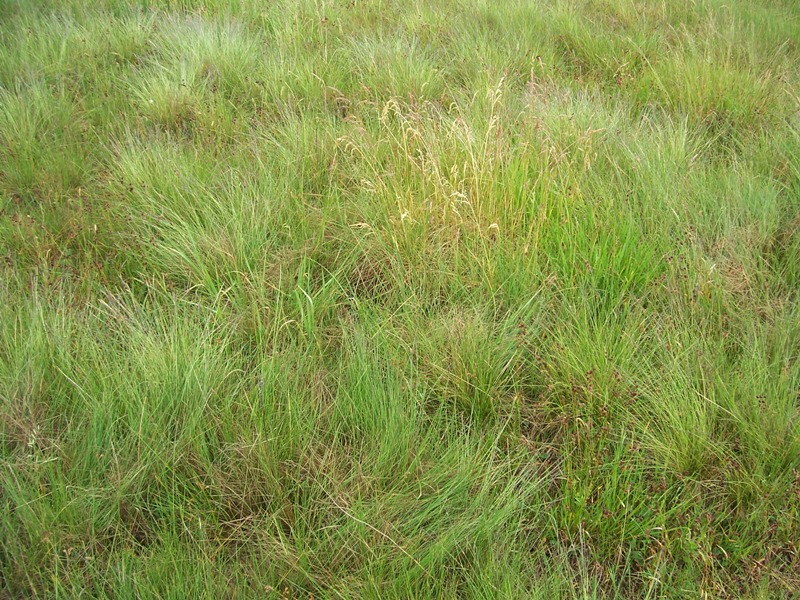 Image of Nardus stricta specimen.