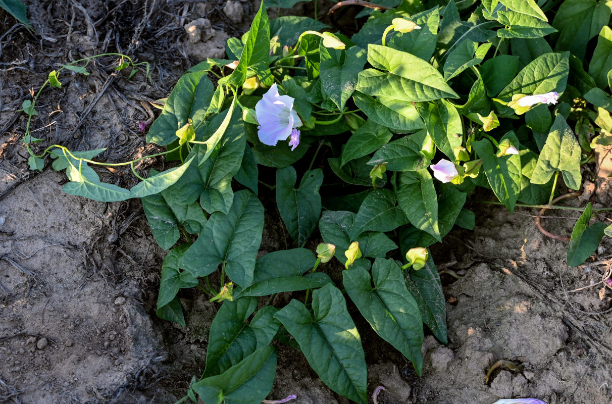 Изображение особи Calystegia spectabilis.