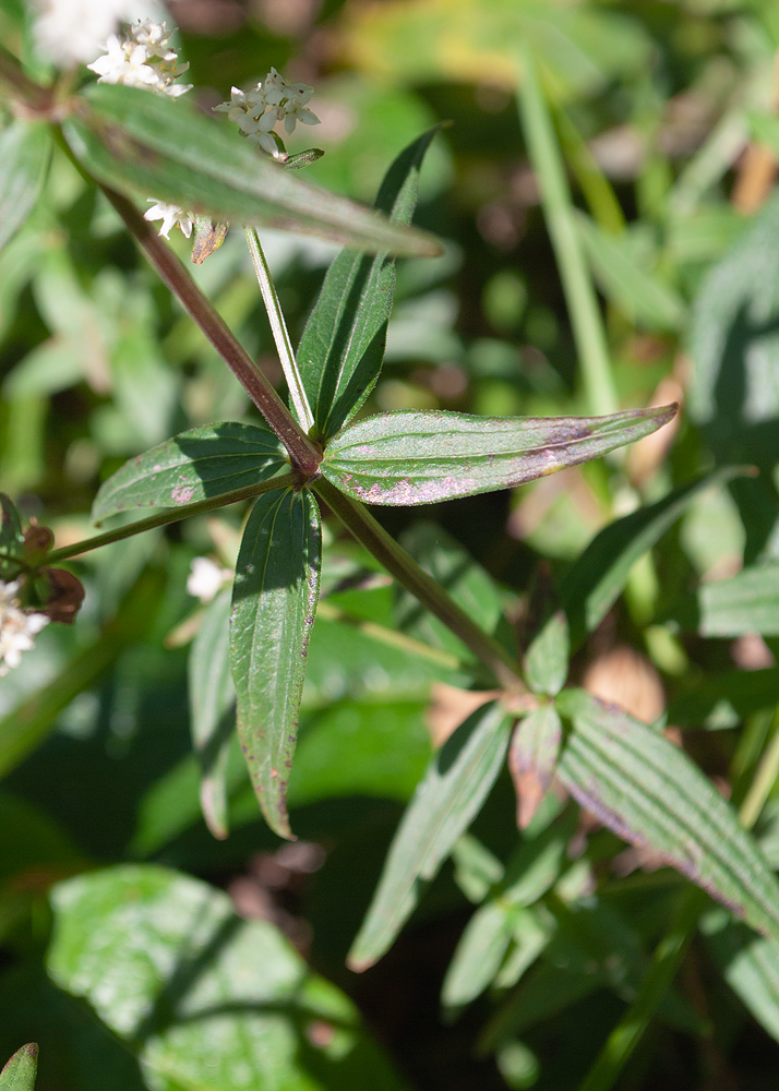 Image of Galium boreale specimen.