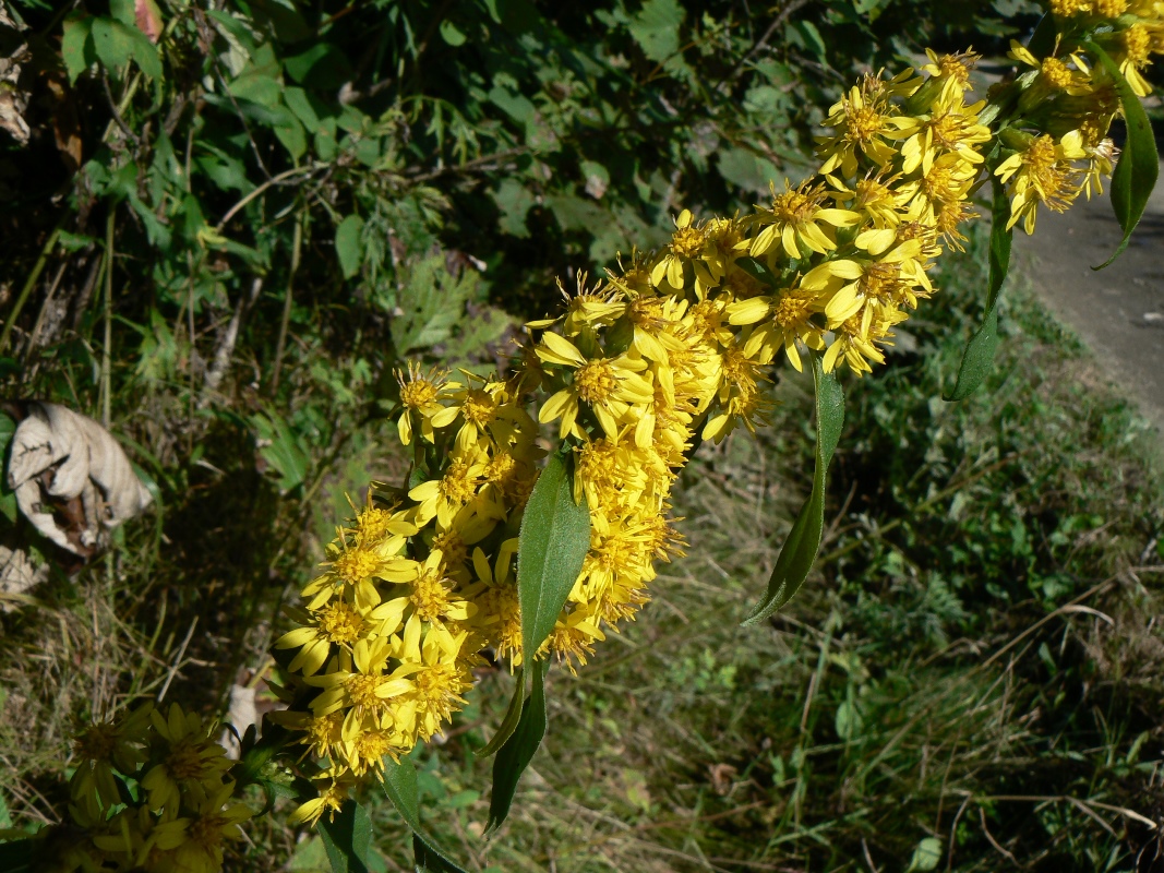Image of Solidago decurrens specimen.