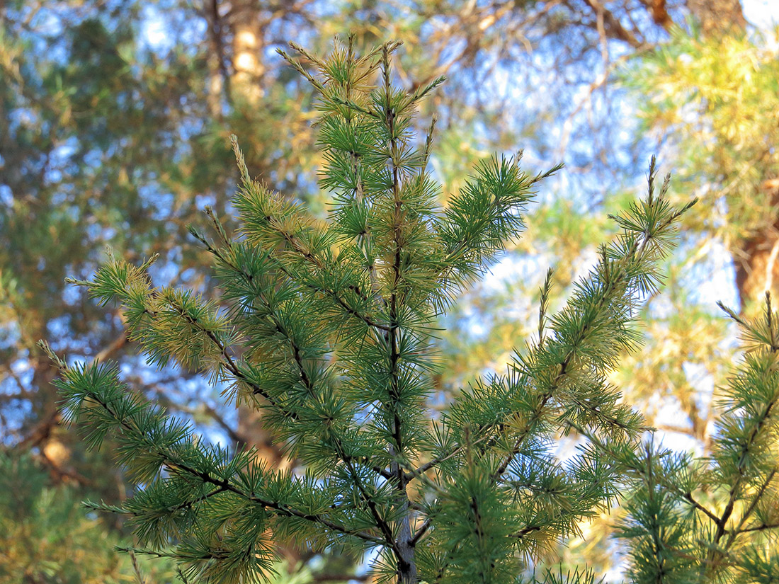 Image of Larix sibirica specimen.