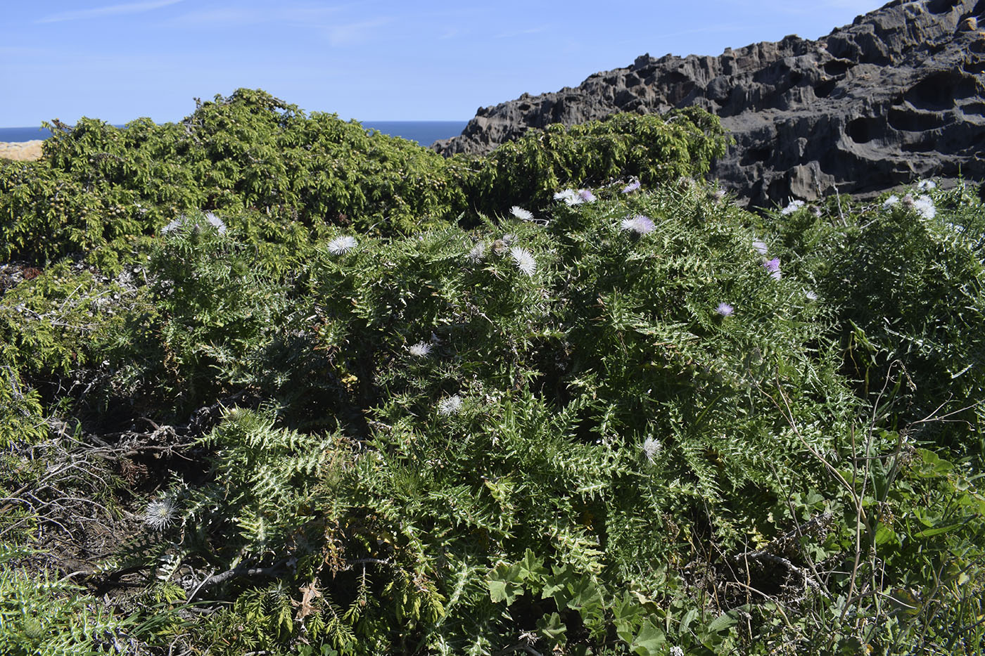 Image of Galactites tomentosus specimen.