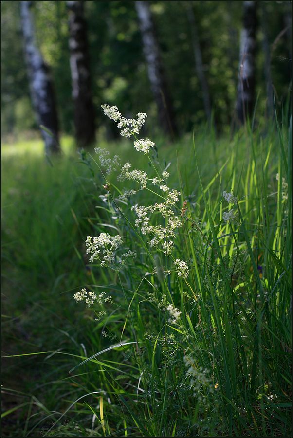 Изображение особи Galium album.