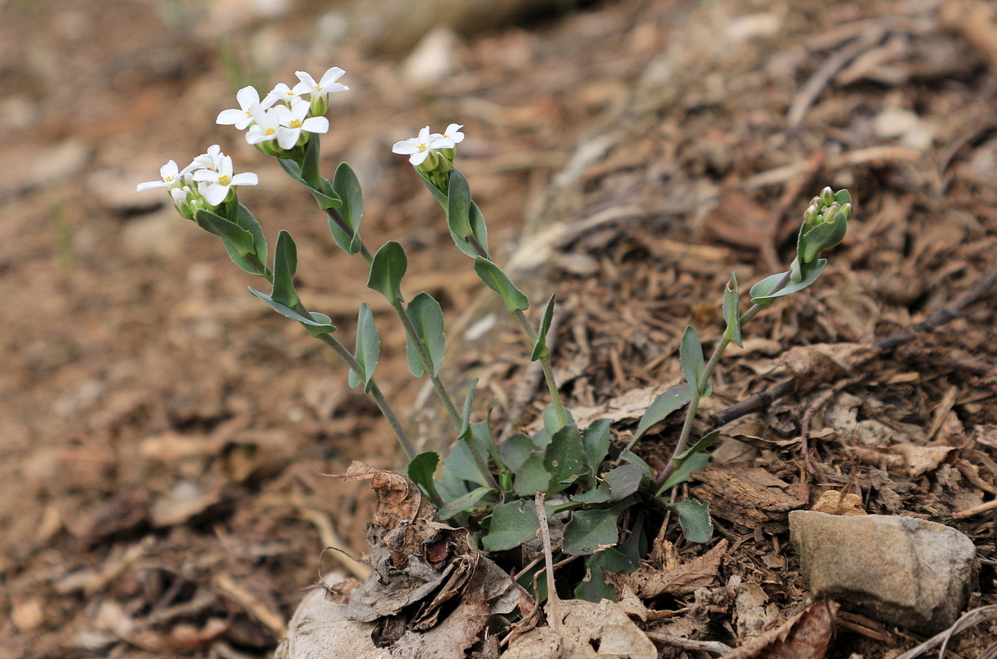 Image of Noccaea macrantha specimen.