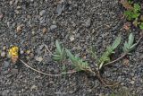 Anthyllis lachnophora