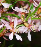 Amygdalus nana