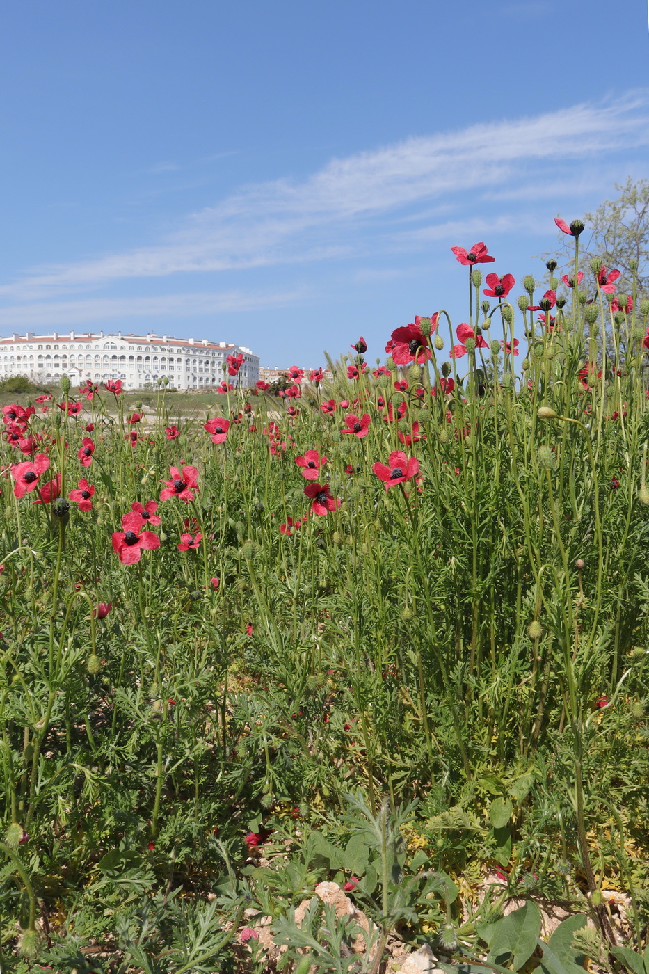 Image of Papaver hybridum specimen.