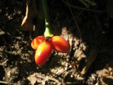 род Aglaonema