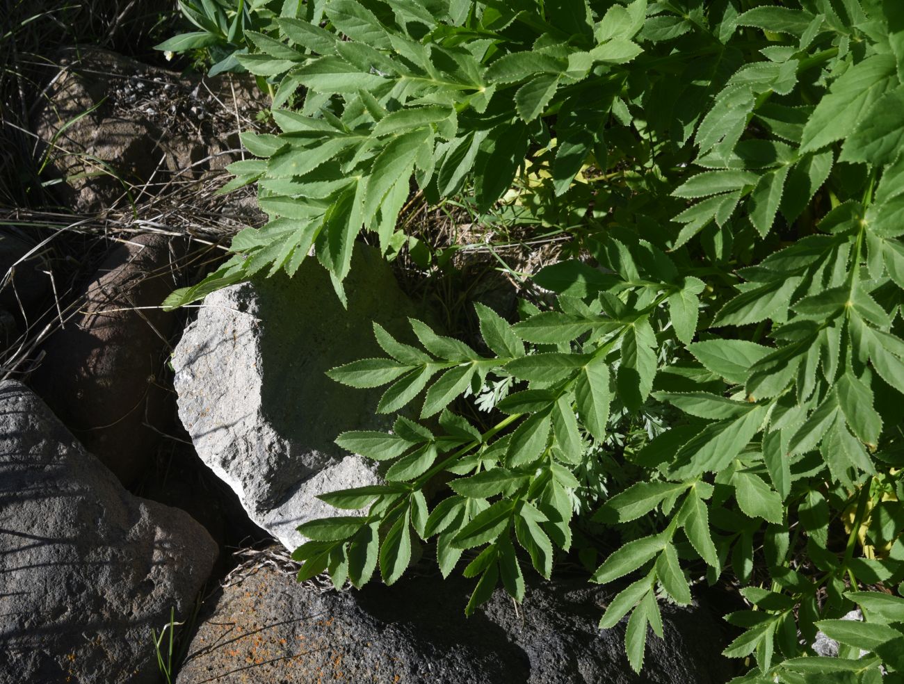 Image of Unknown species specimen.