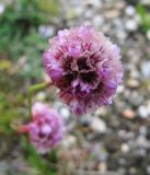 Armeria scabra