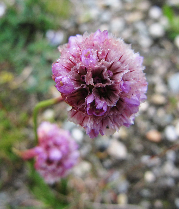 Изображение особи Armeria scabra.