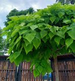 Catalpa bignonioides