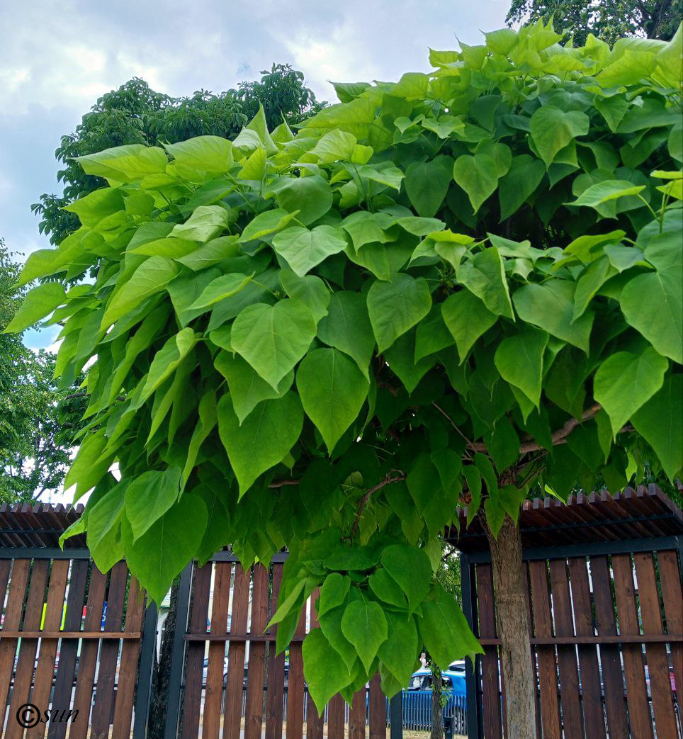 Изображение особи Catalpa bignonioides.