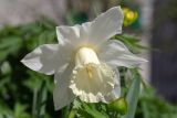 род Narcissus. Цветок. Мурманск, Октябрьский р-н, в культуре. 03.06.2025.
