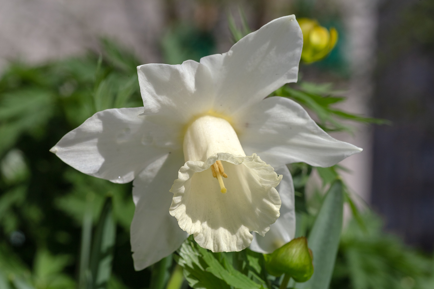 Image of genus Narcissus specimen.
