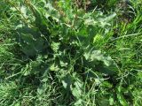 Rumex obtusifolius