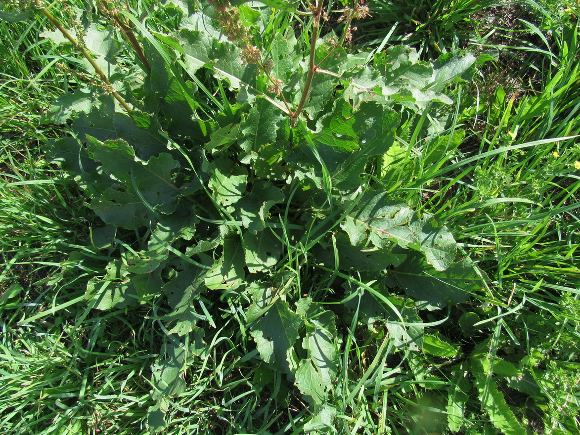 Image of Rumex obtusifolius specimen.