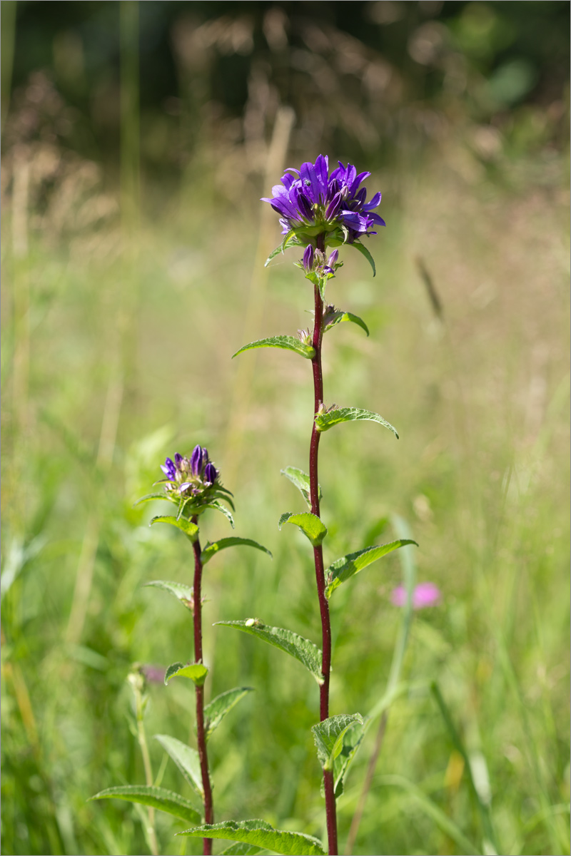 Image of Campanula glomerata specimen.