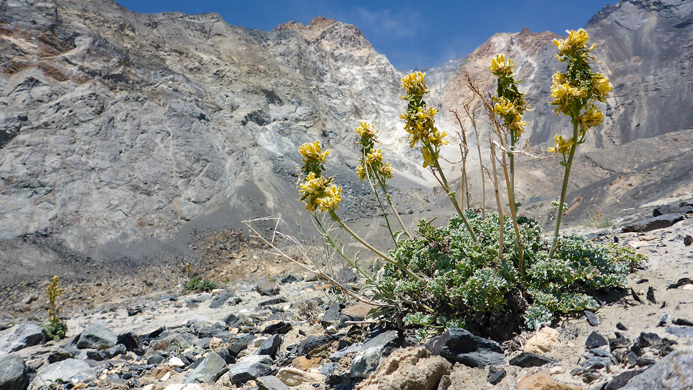 Image of Corydalis fimbrillifera specimen.