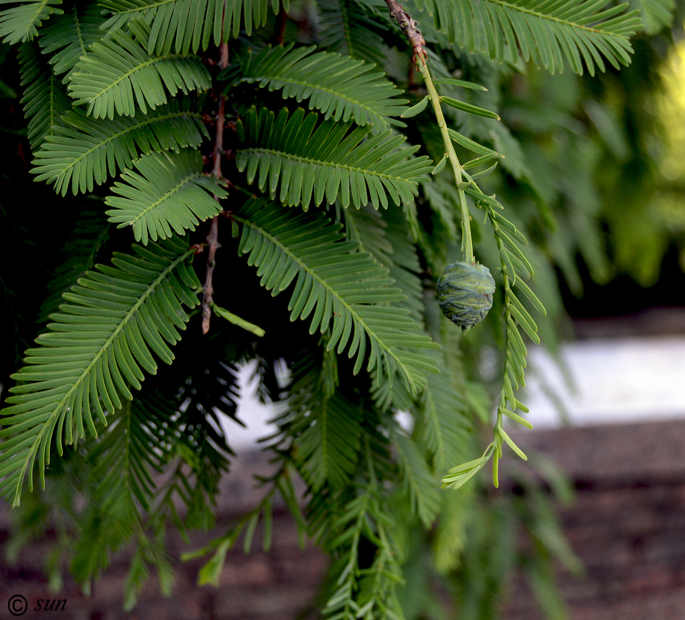 Image of Metasequoia glyptostroboides specimen.