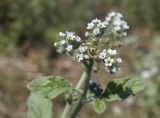 Heliotropium europaeum. Соцветия. Испания, Каталония, пров. Жирона, комарка Баш Эмпорда, муниципалитет Калонже, залежь. 30.08.2025.