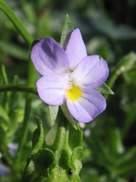 Image of Viola kitaibeliana specimen.