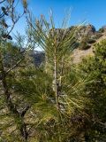 Pinus pityusa