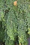 Flueggea suffruticosa