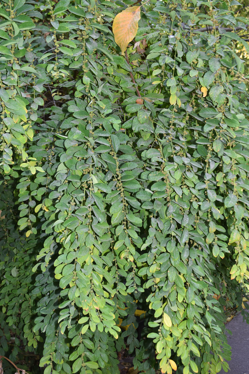 Изображение особи Flueggea suffruticosa.
