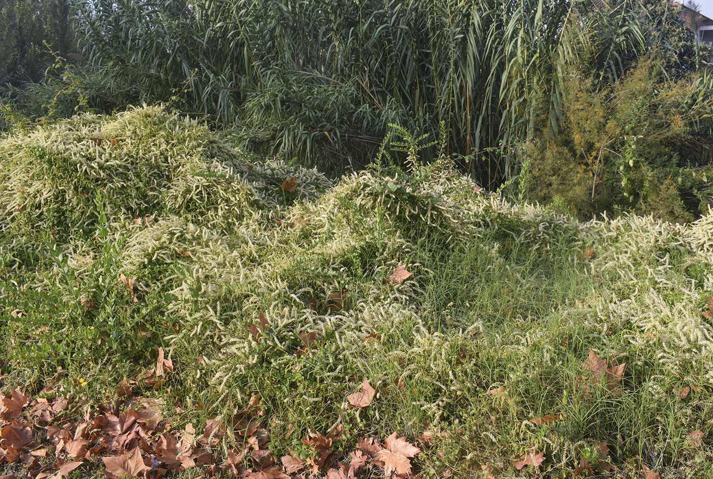 Image of Anredera cordifolia specimen.