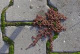 Euphorbia maculata