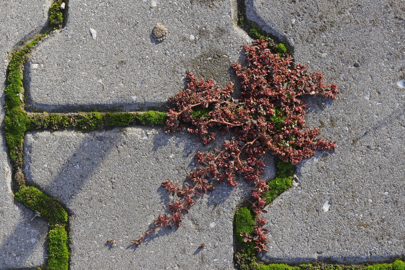 Image of Euphorbia maculata specimen.