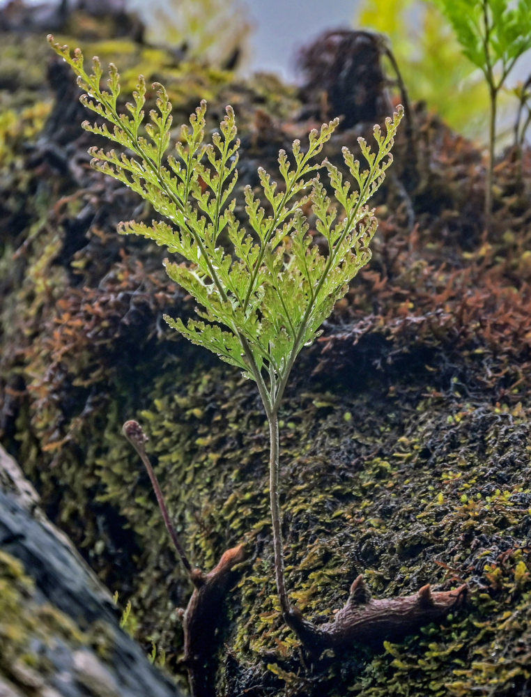 Image of Davallia canariensis specimen.