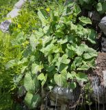 unknown species. Растения с развивающимися соцветиями. Абхазия, Гагрский р-н, 1800 м н.у.м., субальпийский луг. 12.06.2025.