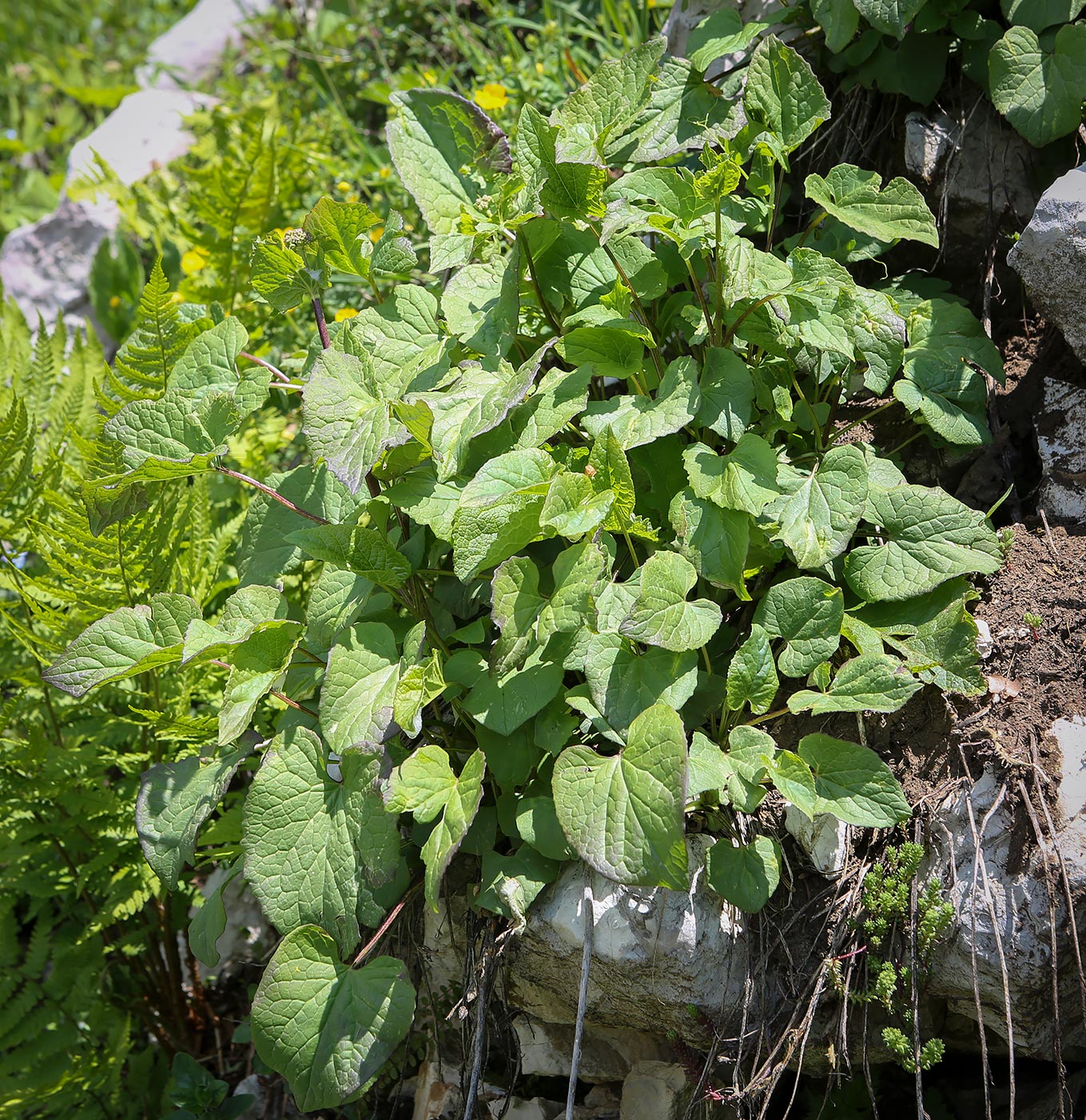 Image of Valeriana alliariifolia specimen.