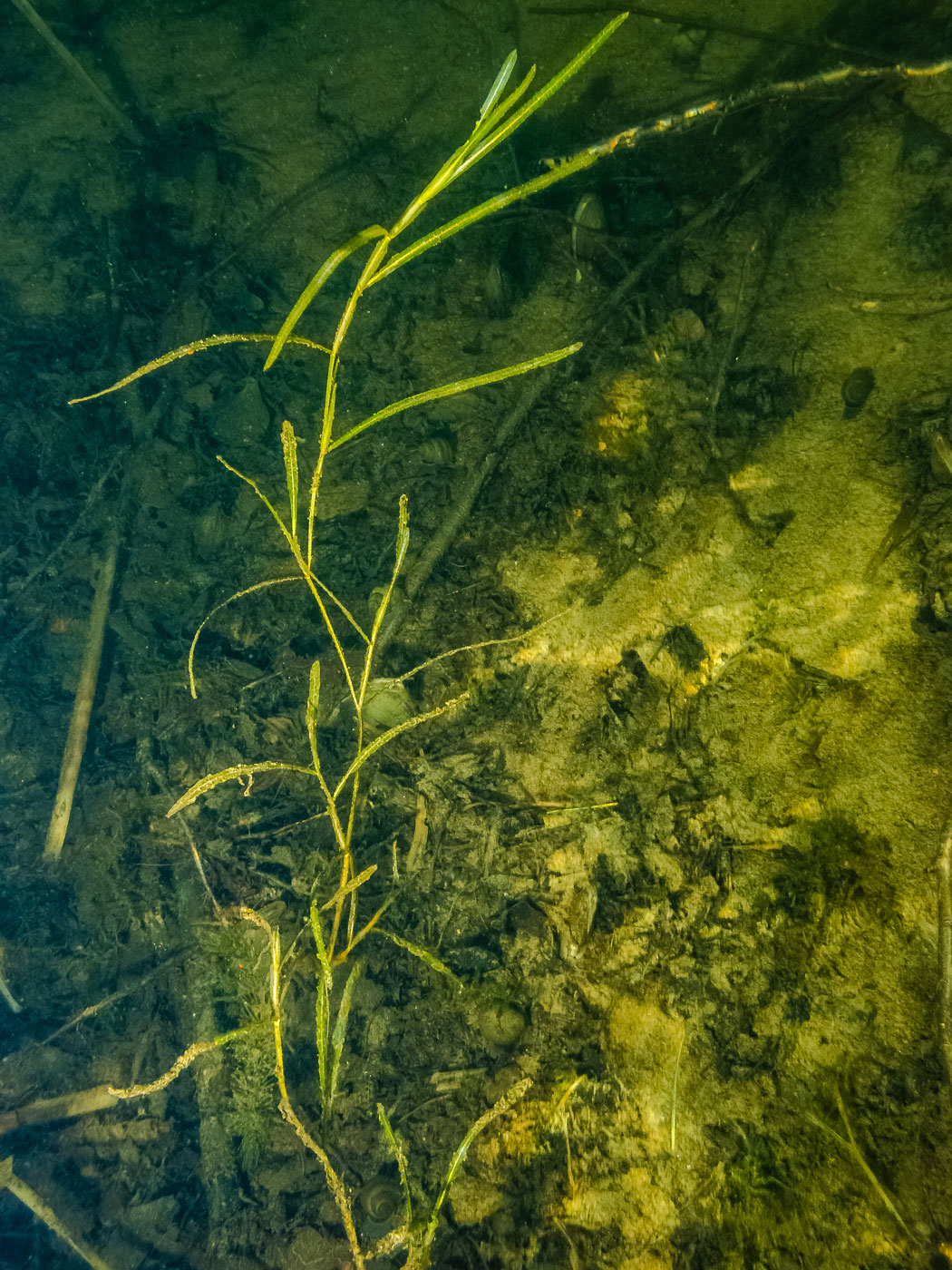 Image of Potamogeton pectinatus specimen.