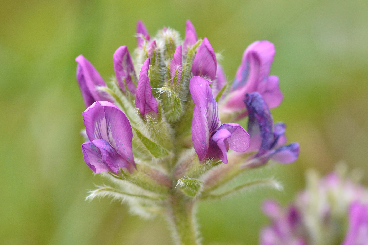 Изображение особи Oxytropis erecta.
