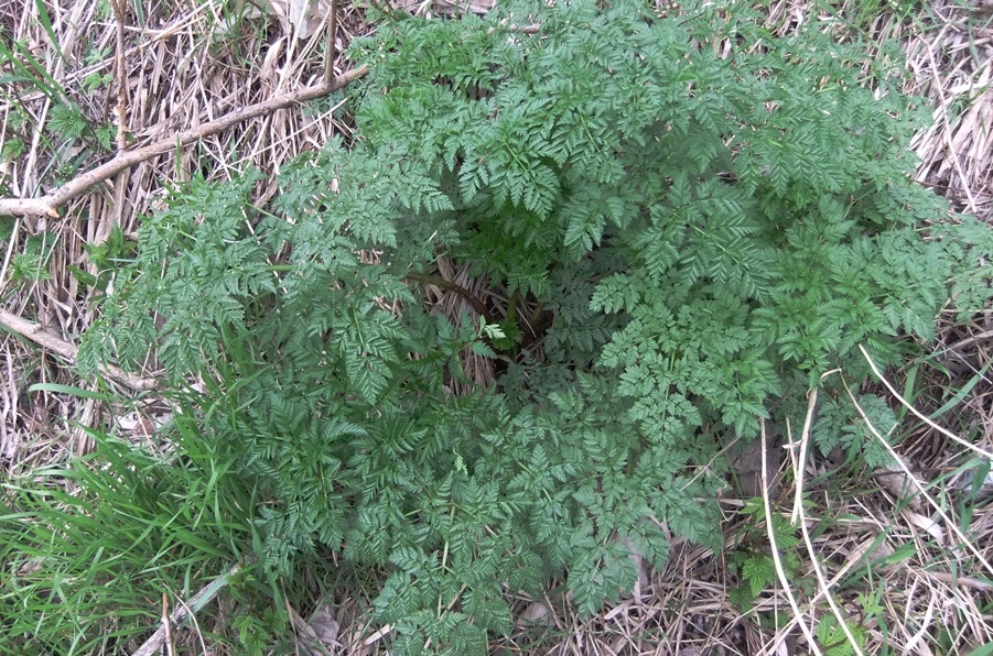 Изображение особи Conium maculatum.