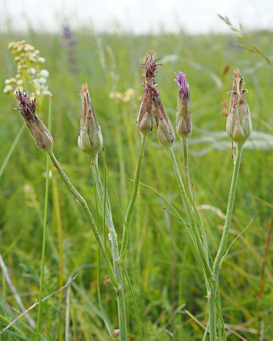 Image of Scorzonera purpurea specimen.