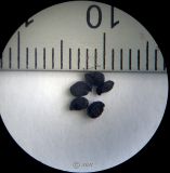 Allium rotundum. Семена. Луганск, северный склон Иванищева яра со стороны кв. Димитрова. (съемка МБС10, ув. х4). 10.02.2026.