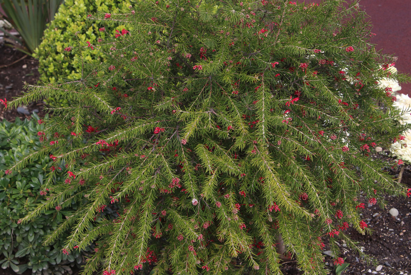 Image of Grevillea rosmarinifolia specimen.