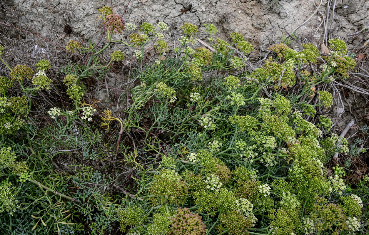 Изображение особи Crithmum maritimum.