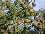 Juniperus excelsa. Часть веточки с незрелыми шишкоягодами. Крым, окр. г. Судак, ю.-з. склон горы Ай-Георгий, луг с отдельно стоящими деревьями, возле пешеходной тропы. 25.04.2025.