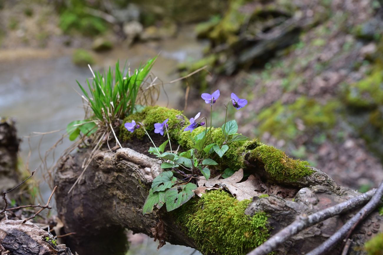 Изображение особи род Viola.